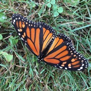 Meet your Posher, Windy